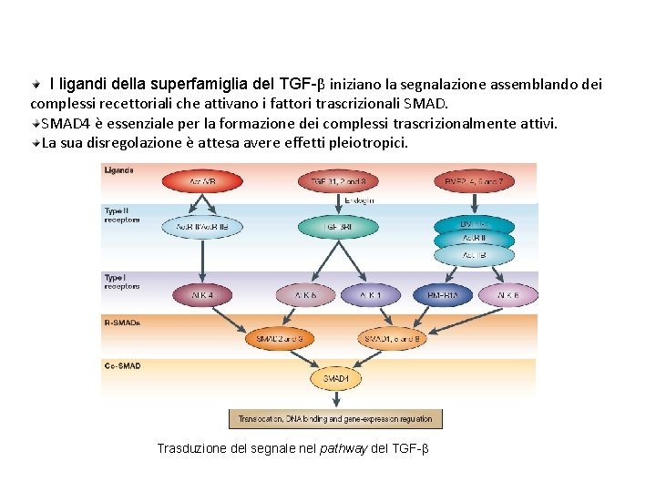 Via di segnalazione del TGF-β I ligandi della superfamiglia del TGF-β iniziano la segnalazione