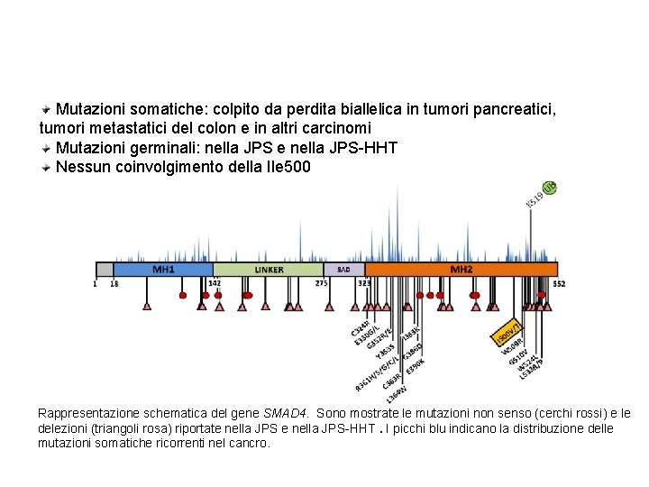 SMAD 4 oncosoppressore Mutazioni somatiche: colpito da perdita biallelica in tumori pancreatici, tumori metastatici