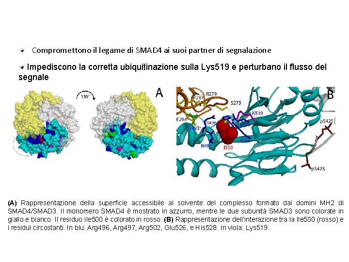 Possibili effetti promossi dalle mutazioni della MS Compromettono il legame di SMAD 4 ai