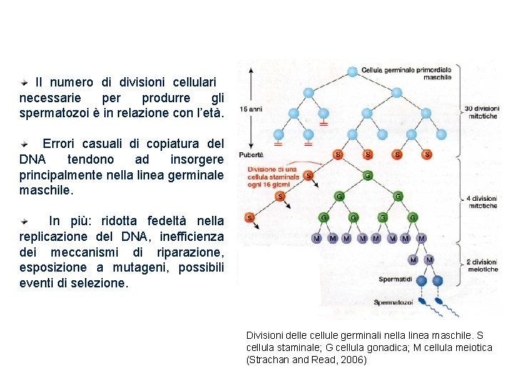 Origine parentale delle mutazioni puntiformi Il numero di divisioni cellulari necessarie per produrre gli