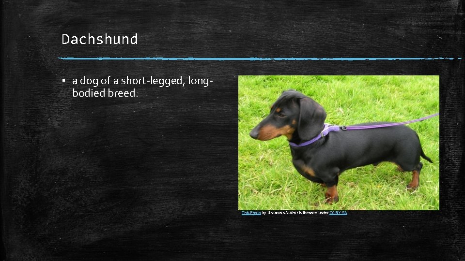 Dachshund ▪ a dog of a short-legged, longbodied breed. This Photo by Unknown Author