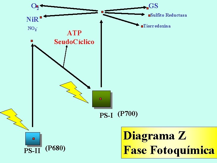 O 2 GS Sulfito Reductasa Ni. R NO 2 - Tiorredoxina ATP Seudo. Cíclico