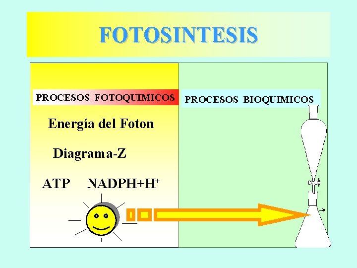 FOTOSINTESIS PROCESOS FOTOQUIMICOS Energía del Foton Diagrama-Z ATP NADPH+H+ PROCESOS BIOQUIMICOS 