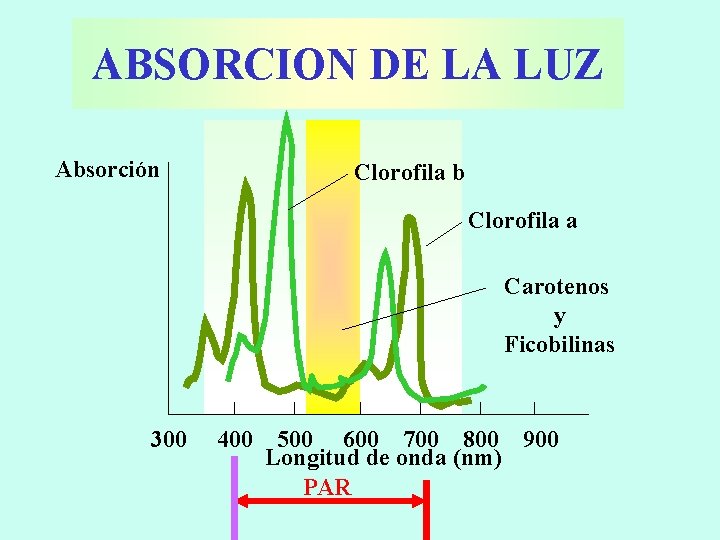 ABSORCION DE LA LUZ Absorción Clorofila b Clorofila a Carotenos y Ficobilinas 300 400
