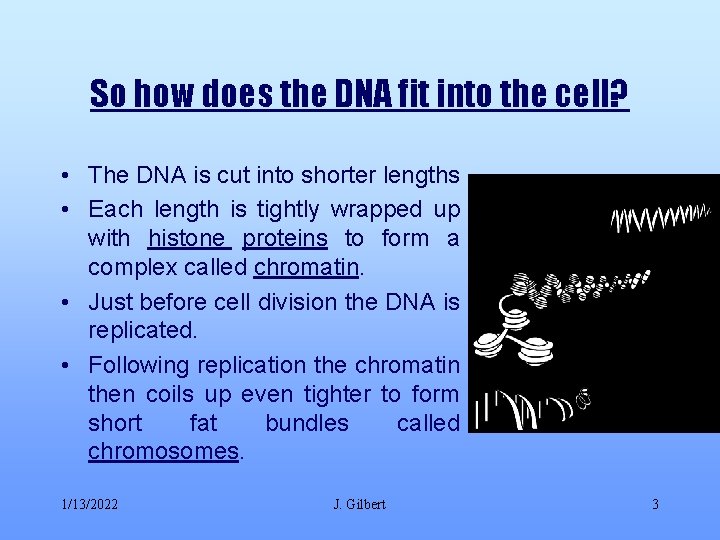 So how does the DNA fit into the cell? • The DNA is cut