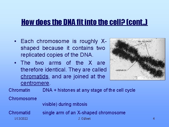 How does the DNA fit into the cell? (cont. . ) • Each chromosome