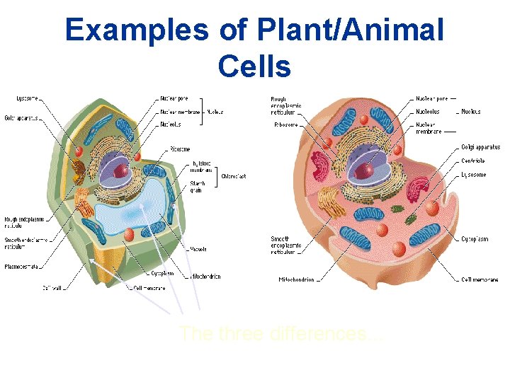 Examples of Plant/Animal Cells The three differences… 