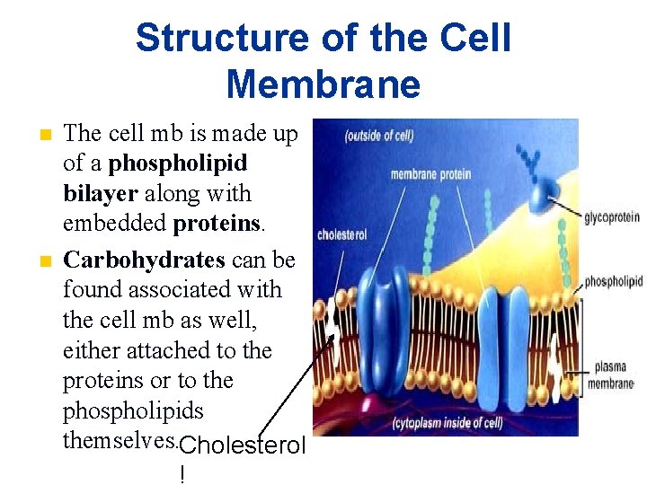 Structure of the Cell Membrane n n The cell mb is made up of