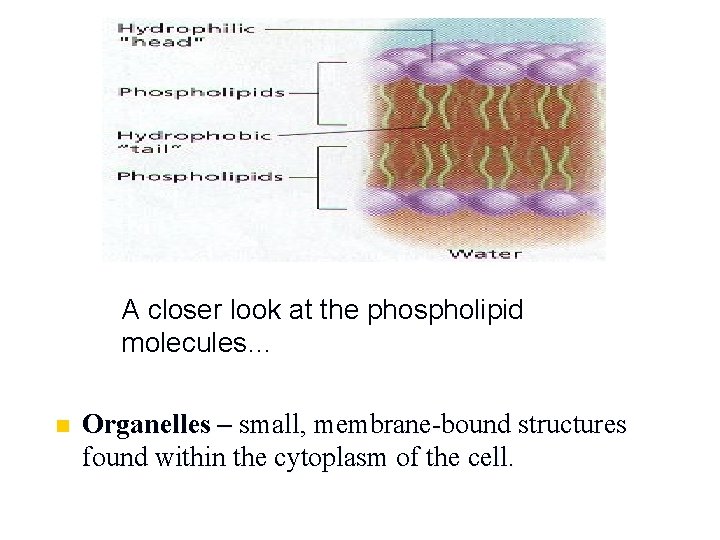 A closer look at the phospholipid molecules… n Organelles – small, membrane-bound structures found