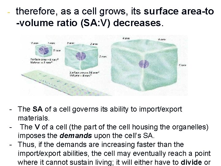 - therefore, as a cell grows, its surface area-to -volume ratio (SA: V) decreases.