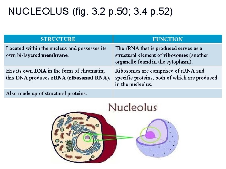 NUCLEOLUS (fig. 3. 2 p. 50; 3. 4 p. 52) STRUCTURE Located within the