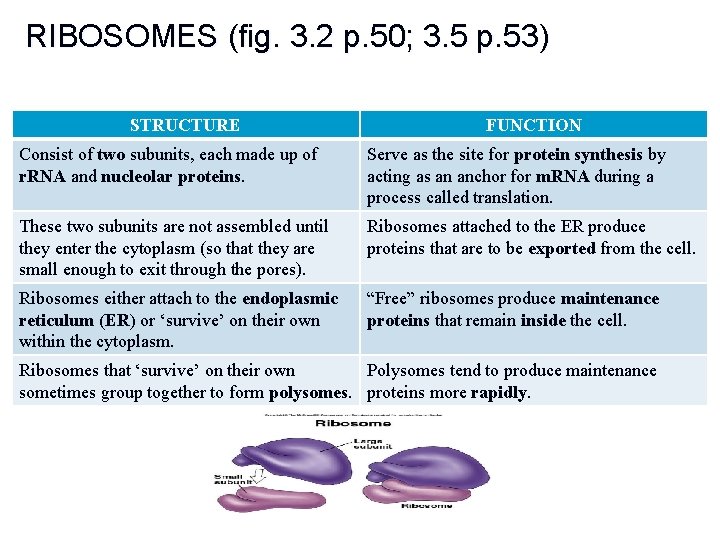 RIBOSOMES (fig. 3. 2 p. 50; 3. 5 p. 53) STRUCTURE FUNCTION Consist of