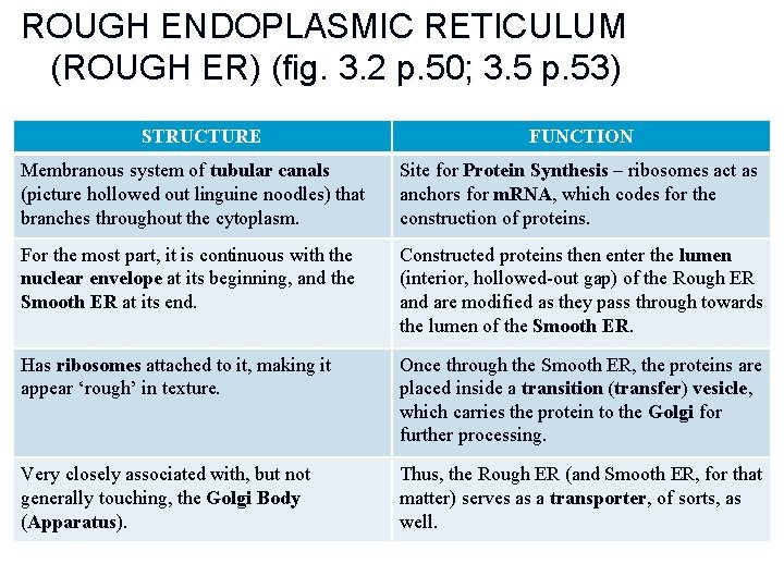 ROUGH ENDOPLASMIC RETICULUM (ROUGH ER) (fig. 3. 2 p. 50; 3. 5 p. 53)