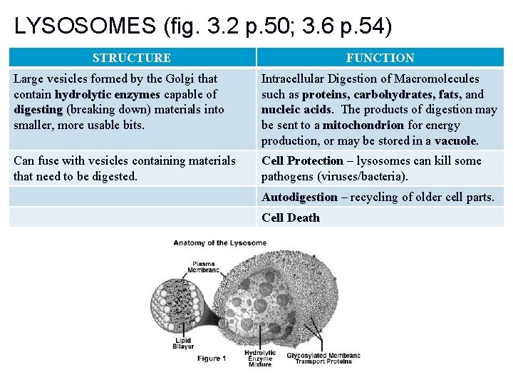 LYSOSOMES (fig. 3. 2 p. 50; 3. 6 p. 54) STRUCTURE FUNCTION Large vesicles