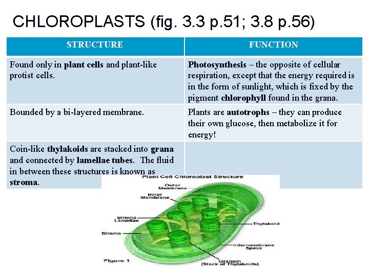 CHLOROPLASTS (fig. 3. 3 p. 51; 3. 8 p. 56) STRUCTURE FUNCTION Found only