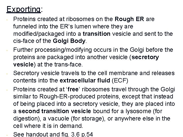 Exporting: - - - Proteins created at ribosomes on the Rough ER are funneled