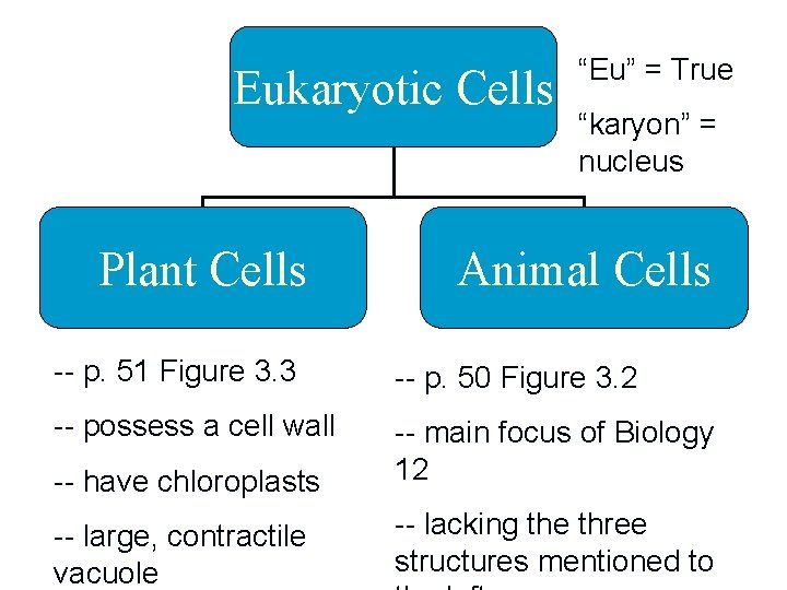 Eukaryotic Cells Plant Cells “Eu” = True “karyon” = nucleus Animal Cells -- p.