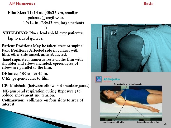 AP Humerus : Basic Film Size: 11 x 14 in. (30 x 35 cm,