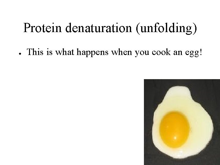 Protein denaturation (unfolding) ● This is what happens when you cook an egg! 