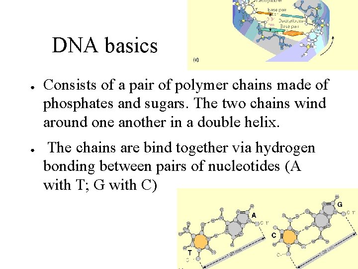 DNA basics ● ● Consists of a pair of polymer chains made of phosphates