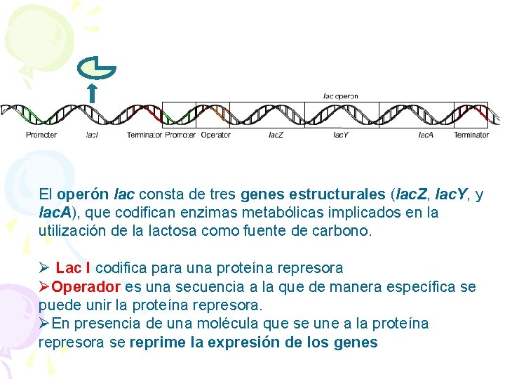 El operón lac consta de tres genes estructurales (lac. Z, lac. Y, y lac.