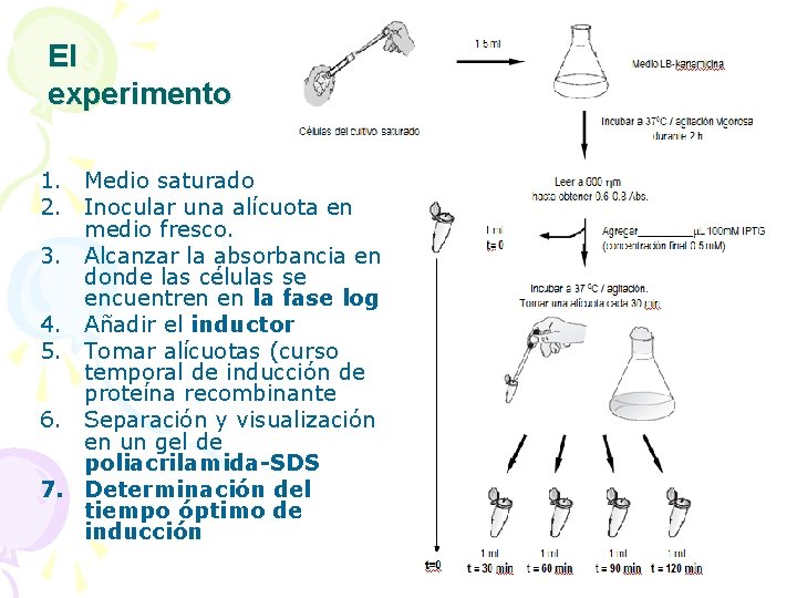 El experimento 1. Medio saturado 2. Inocular una alícuota en medio fresco. 3. Alcanzar