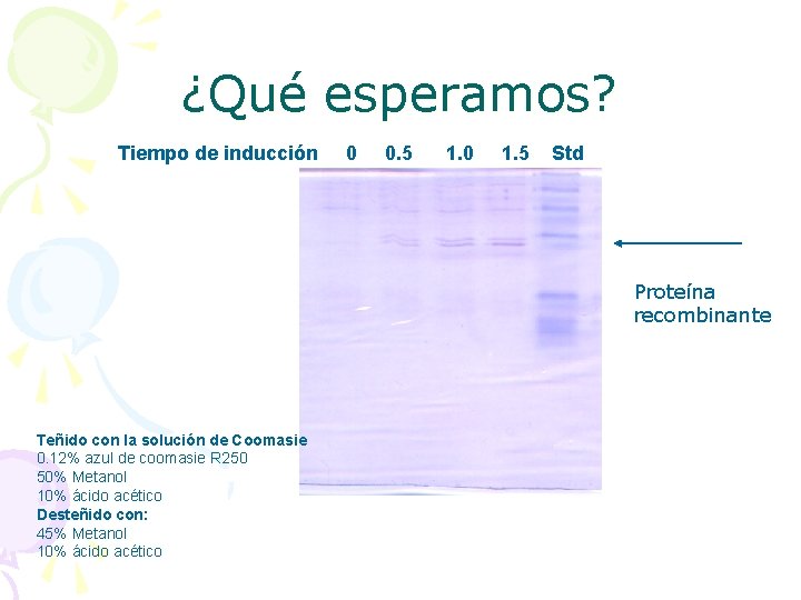 ¿Qué esperamos? Tiempo de inducción 0 0. 5 1. 0 1. 5 Std Proteína