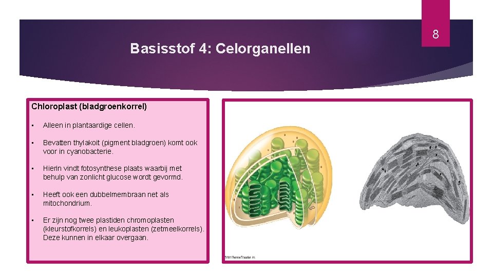 Basisstof 4: Celorganellen Chloroplast (bladgroenkorrel) • Alleen in plantaardige cellen. • Bevatten thylakoit (pigment