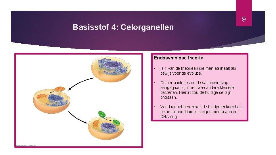 Basisstof 4: Celorganellen 9 Endosymbiose theorie • Is 1 van de theorieën die men