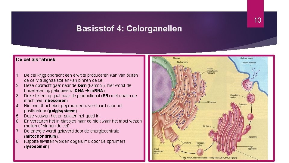 Basisstof 4: Celorganellen De cel als fabriek. 1. 2. 3. 4. 5. 6. 7.