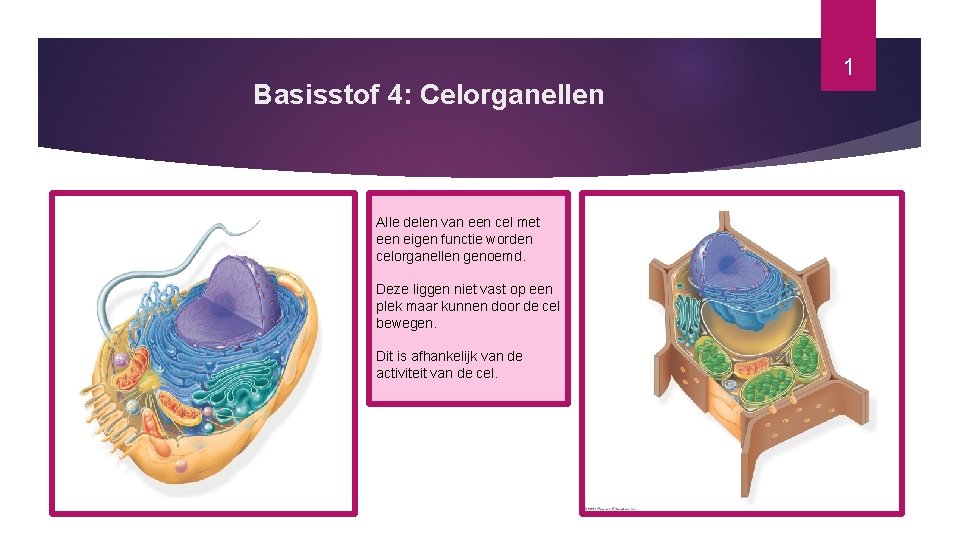 Basisstof 4: Celorganellen Alle delen van een cel met een eigen functie worden celorganellen