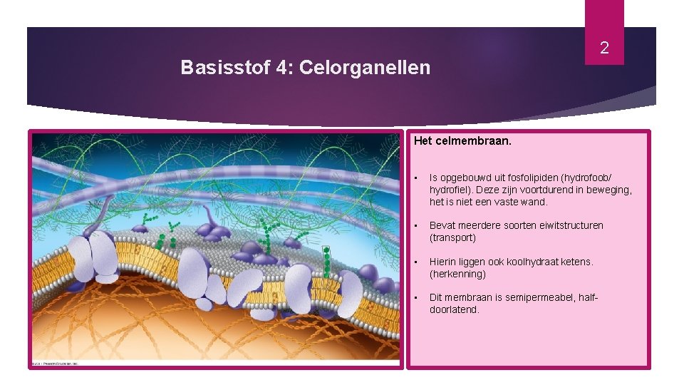 Basisstof 4: Celorganellen 2 Het celmembraan. • Is opgebouwd uit fosfolipiden (hydrofoob/ hydrofiel). Deze