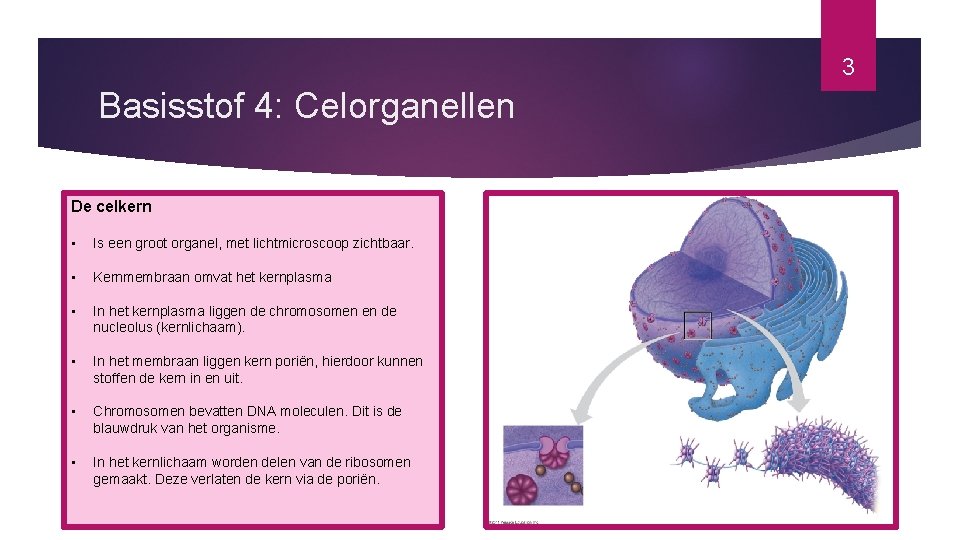 3 Basisstof 4: Celorganellen De celkern • Is een groot organel, met lichtmicroscoop zichtbaar.
