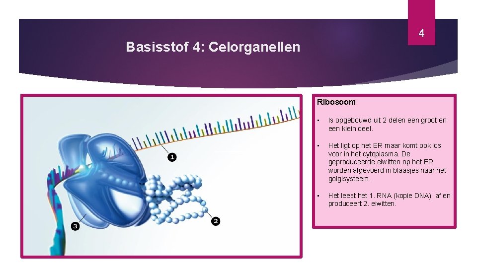 4 Basisstof 4: Celorganellen Ribosoom • Is opgebouwd uit 2 delen een groot en