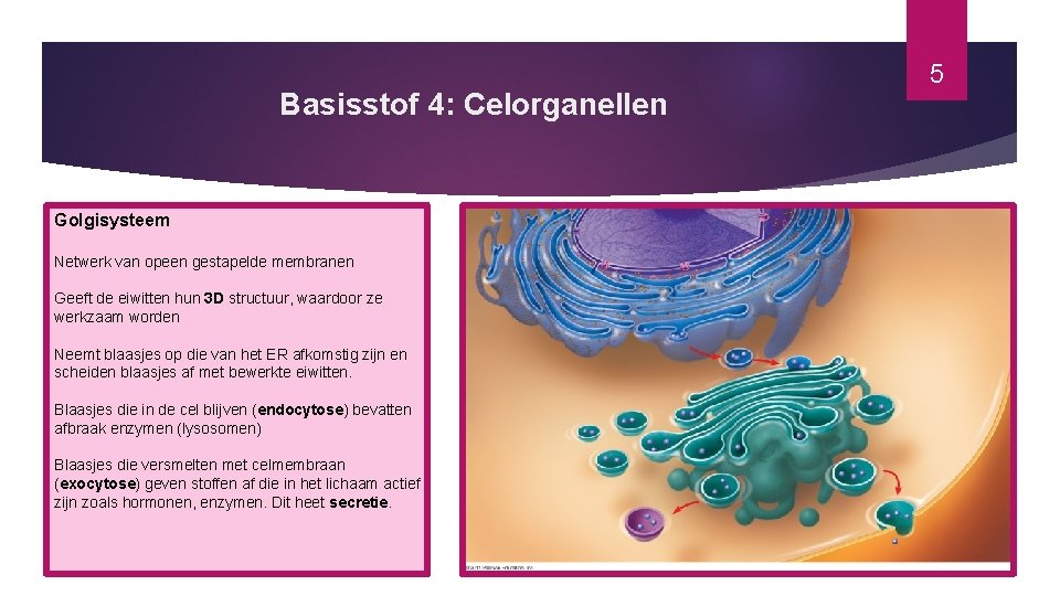 Basisstof 4: Celorganellen Golgisysteem Netwerk van opeen gestapelde membranen Geeft de eiwitten hun 3