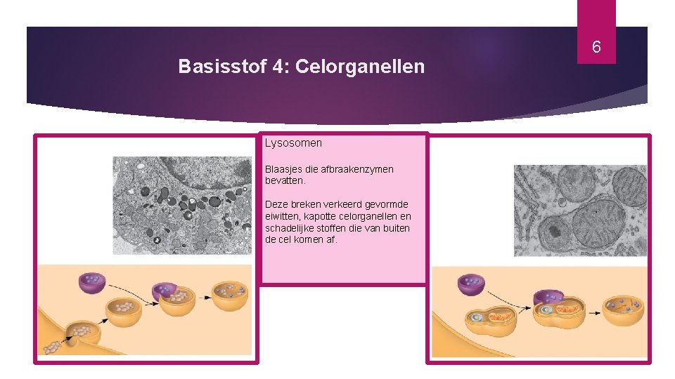 Basisstof 4: Celorganellen Lysosomen Blaasjes die afbraakenzymen bevatten. Deze breken verkeerd gevormde eiwitten, kapotte