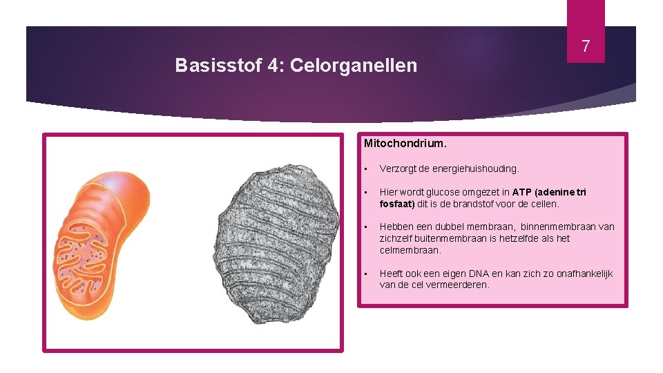 Basisstof 4: Celorganellen 7 Mitochondrium. • Verzorgt de energiehuishouding. • Hier wordt glucose omgezet