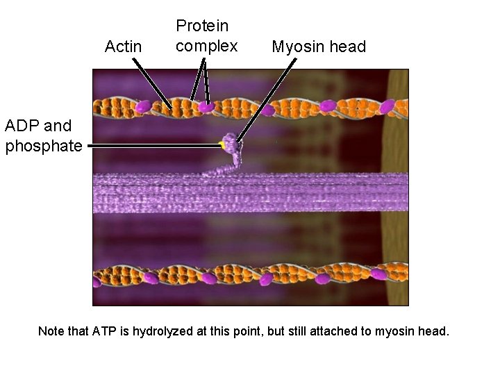 Actin Protein complex Myosin head ADP and phosphate Note that ATP is hydrolyzed at