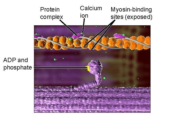 Protein complex ADP and phosphate Calcium ion Myosin-binding sites (exposed) 