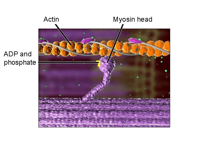 Actin ADP and phosphate Myosin head 