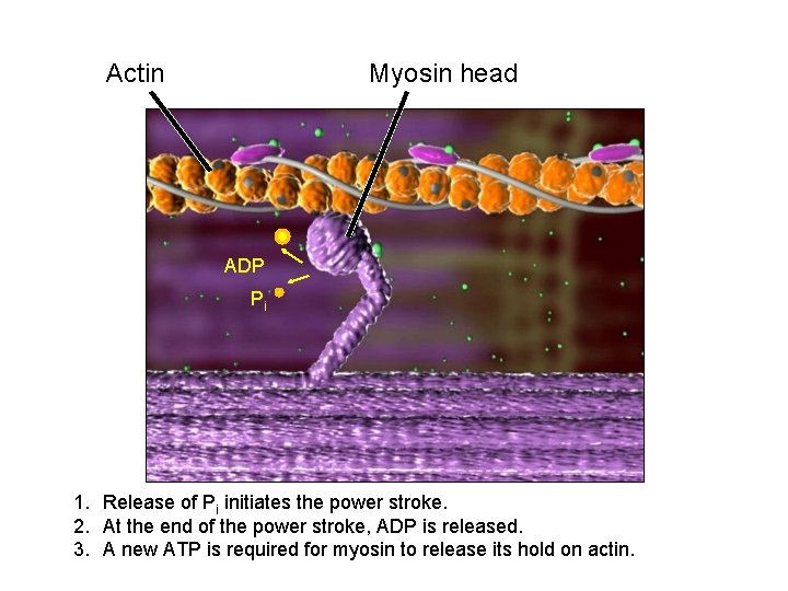 Actin Myosin head ADP Pi 1. Release of Pi initiates the power stroke. 2.