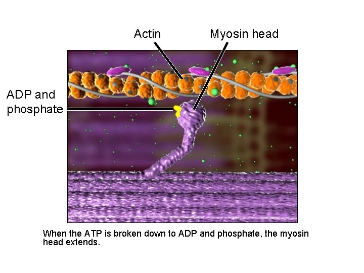 Actin Myosin head ADP and phosphate When the ATP is broken down to ADP