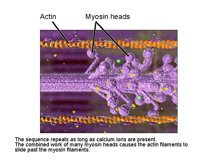 Actin Myosin heads The sequence repeats as long as calcium ions are present. The