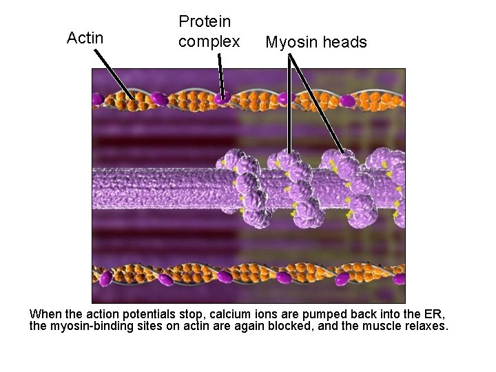 Actin Protein complex Myosin heads When the action potentials stop, calcium ions are pumped