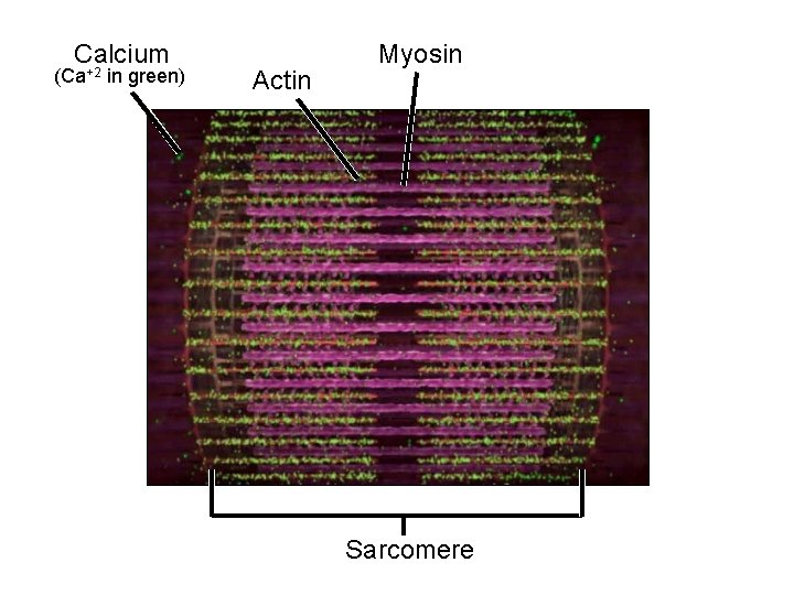 Calcium (Ca+2 in green) Actin Myosin Sarcomere 