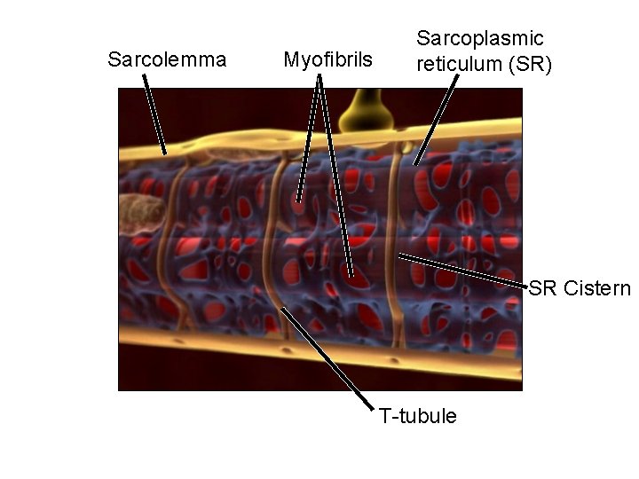 Sarcolemma Myofibrils Sarcoplasmic reticulum (SR) SR Cistern T-tubule 