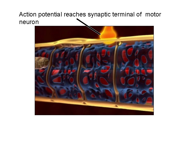 Action potential reaches synaptic terminal of motor neuron 
