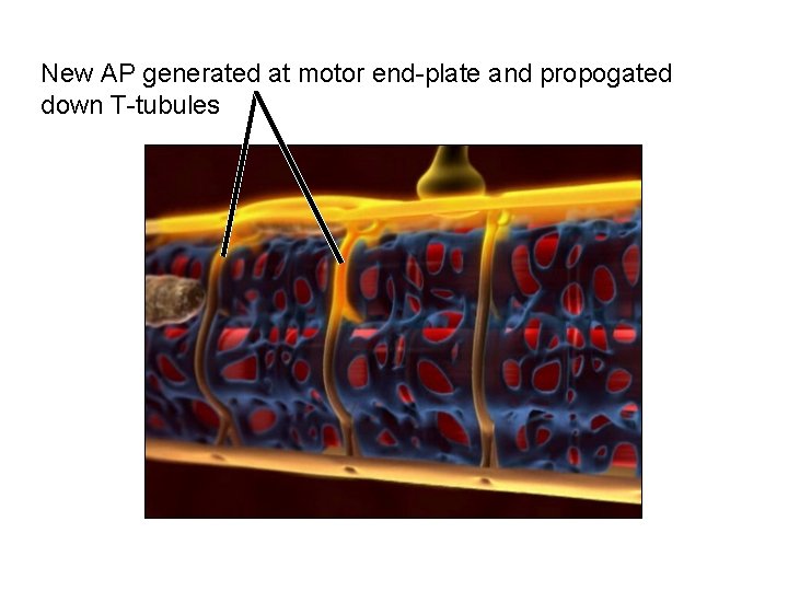 New AP generated at motor end-plate and propogated down T-tubules 