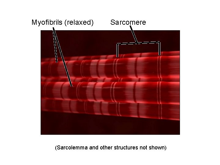 Myofibrils (relaxed) Sarcomere (Sarcolemma and other structures not shown) 