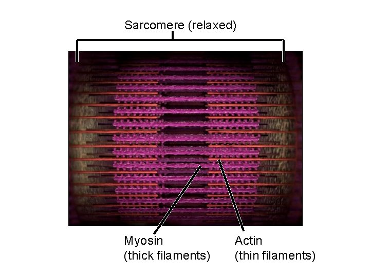 Sarcomere (relaxed) Myosin (thick filaments) Actin (thin filaments) 
